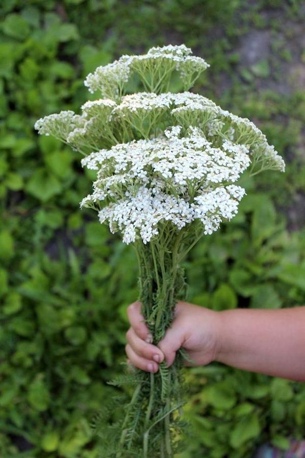 Achillea Yarrow Achillea Yarrow