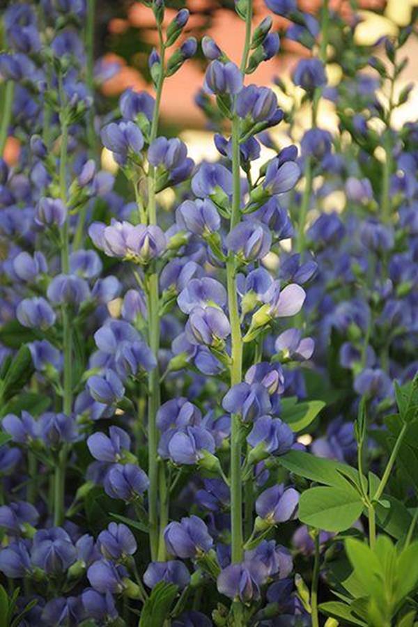 Blue False Indigo Baptisia australis Blue False Indigo Baptisia australis