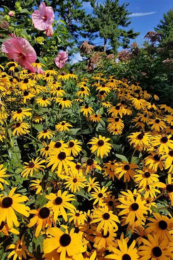 How to Grow Black Eyed Susan Flowers How to Grow Black Eyed Susan Flowers