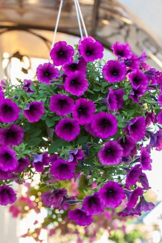 16 Plants That Bloom All Summer Long