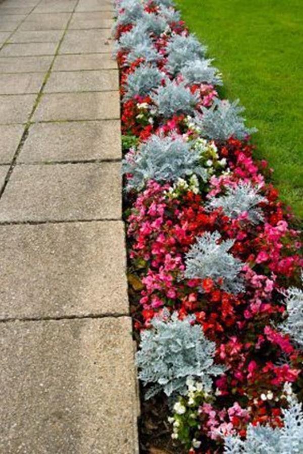 begonias landscaping front yards begonias landscaping front yards