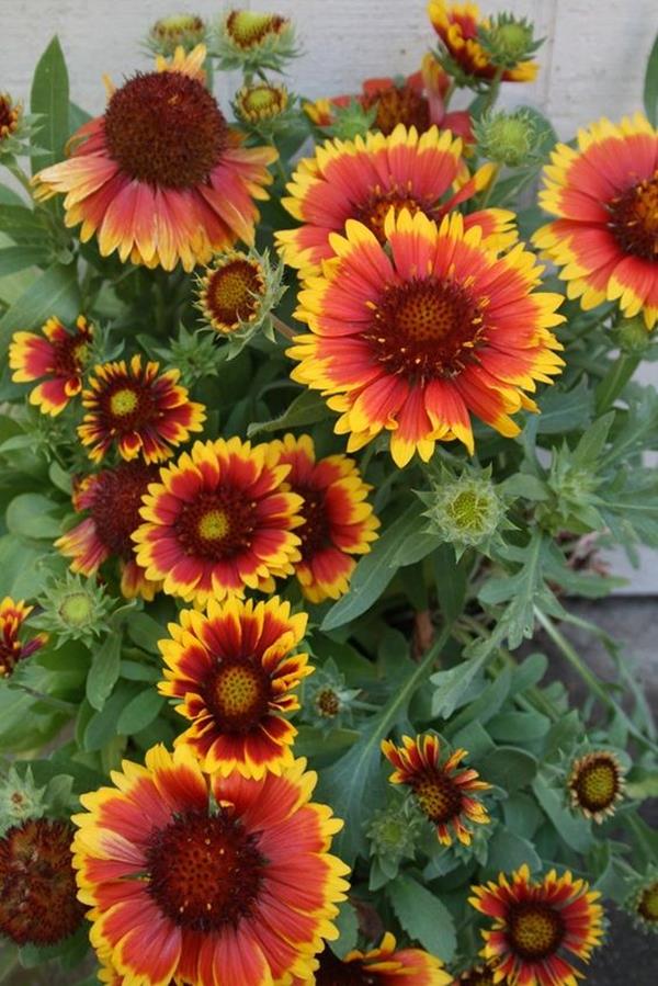 blanket flowers perennials blanket flowers perennials