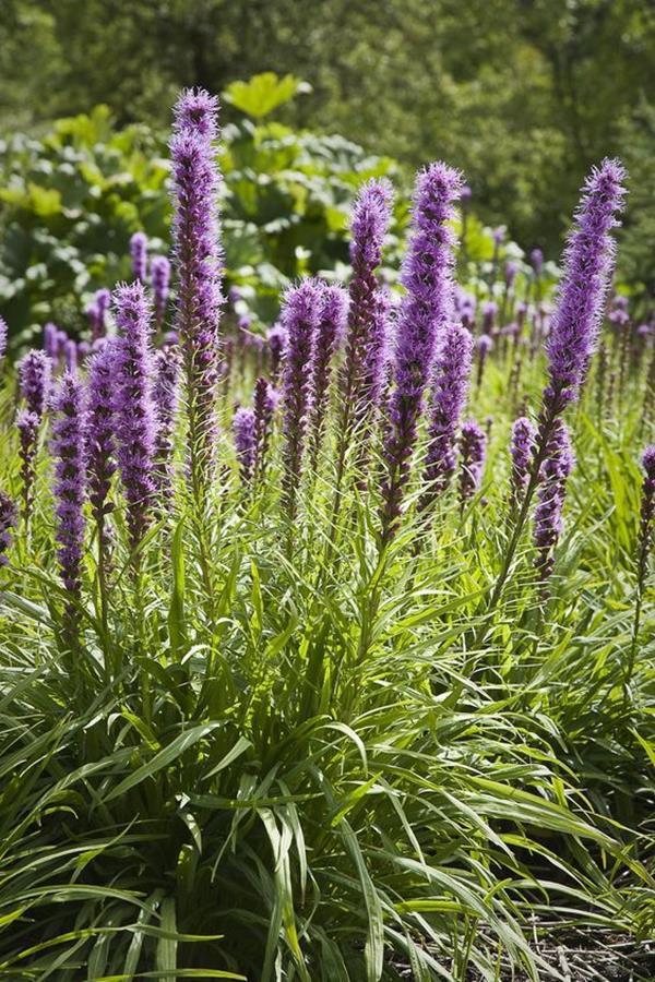 blazing star flower blazing star flower