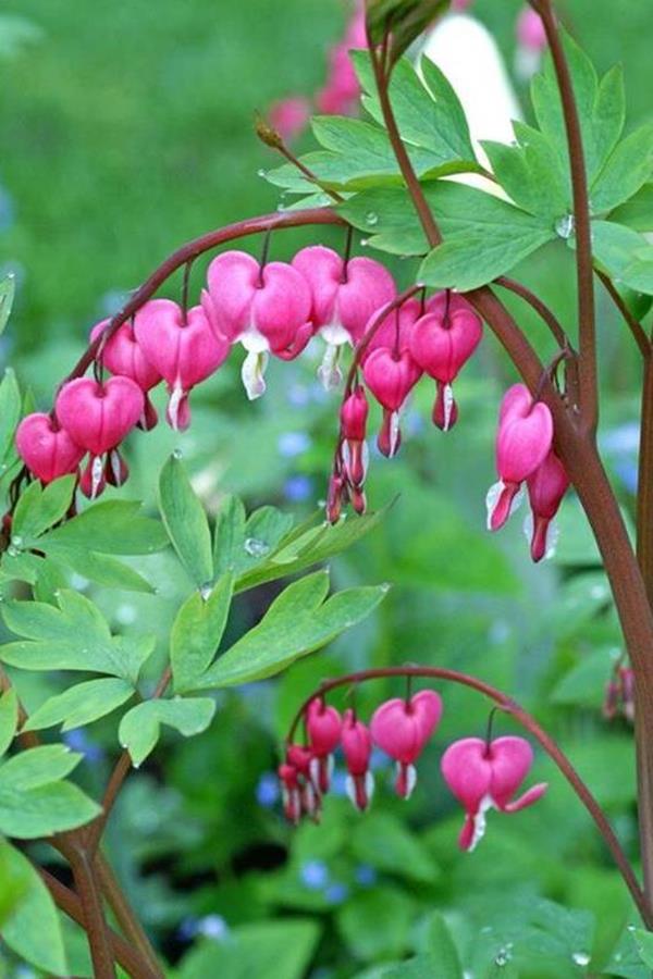 bleeding heart flower garden bleeding heart flower garden
