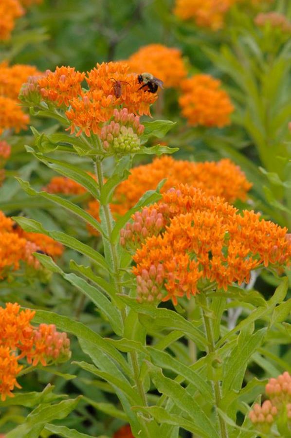 butterfly milkweed flower butterfly milkweed flower
