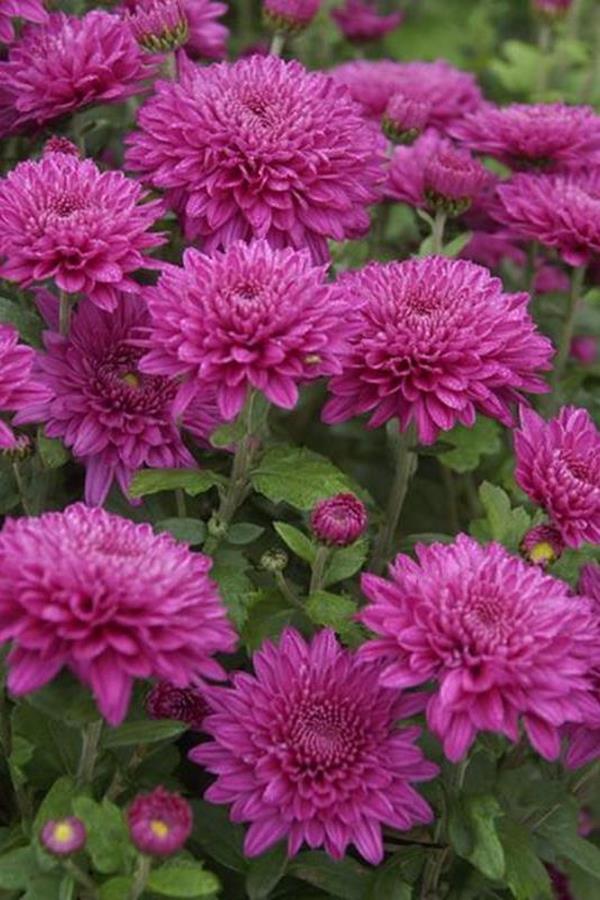 chrysanthemum flower garden chrysanthemum flower garden