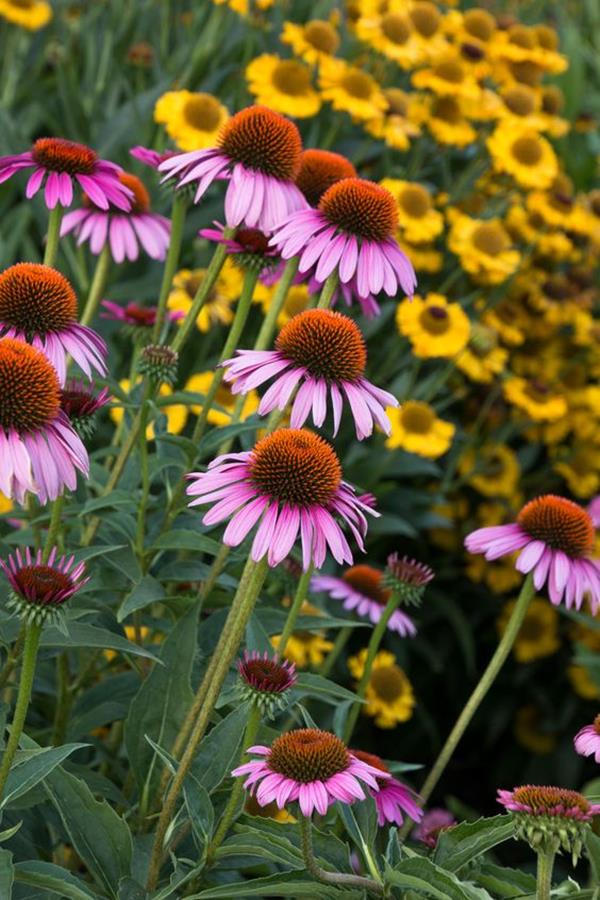 coneflowers perennial gardens coneflowers perennial gardens