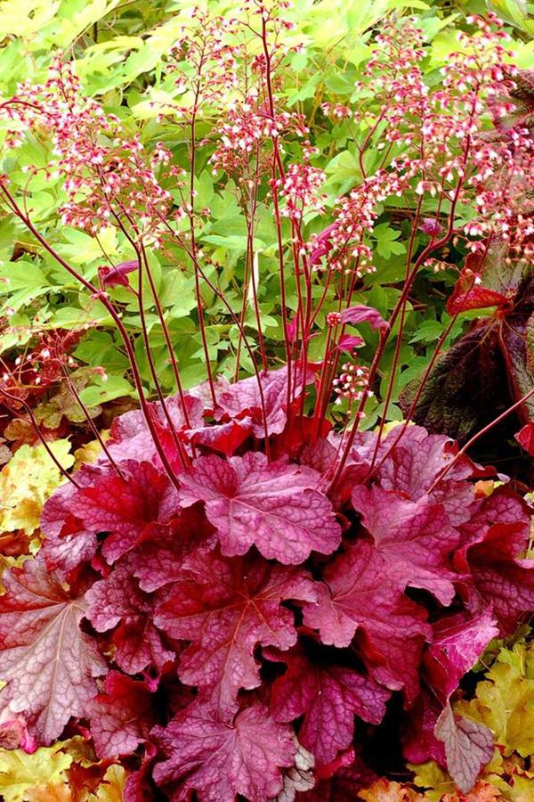 coralbells perennials coralbells perennials