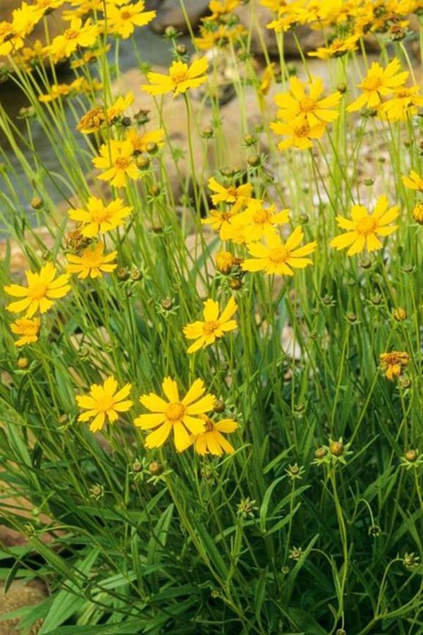 coreopsis flower garden ideas coreopsis flower garden ideas