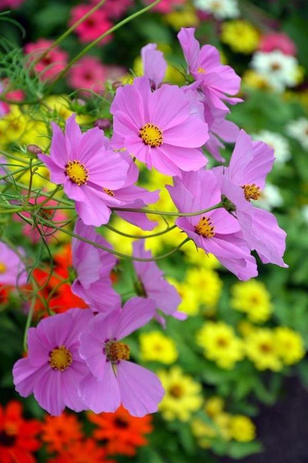 cosmos flowers garden cosmos flowers garden