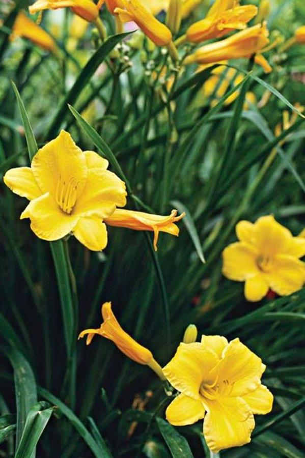 daylily flower bed daylily flower bed