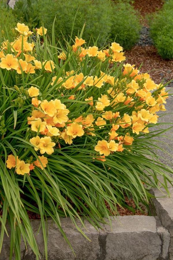 daylily garden design daylily garden design