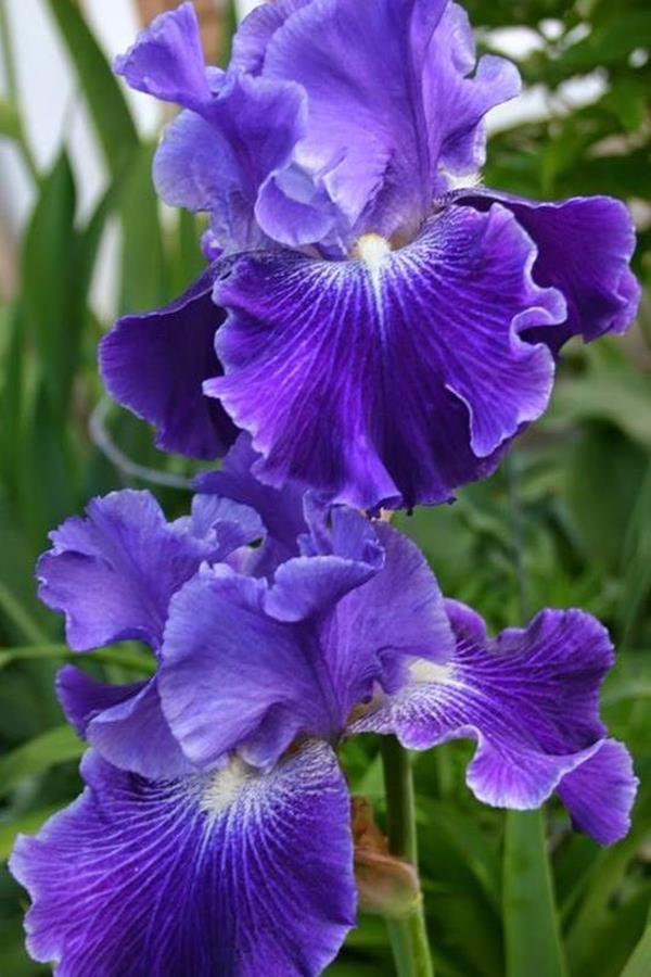 iris flowers garden iris flowers garden