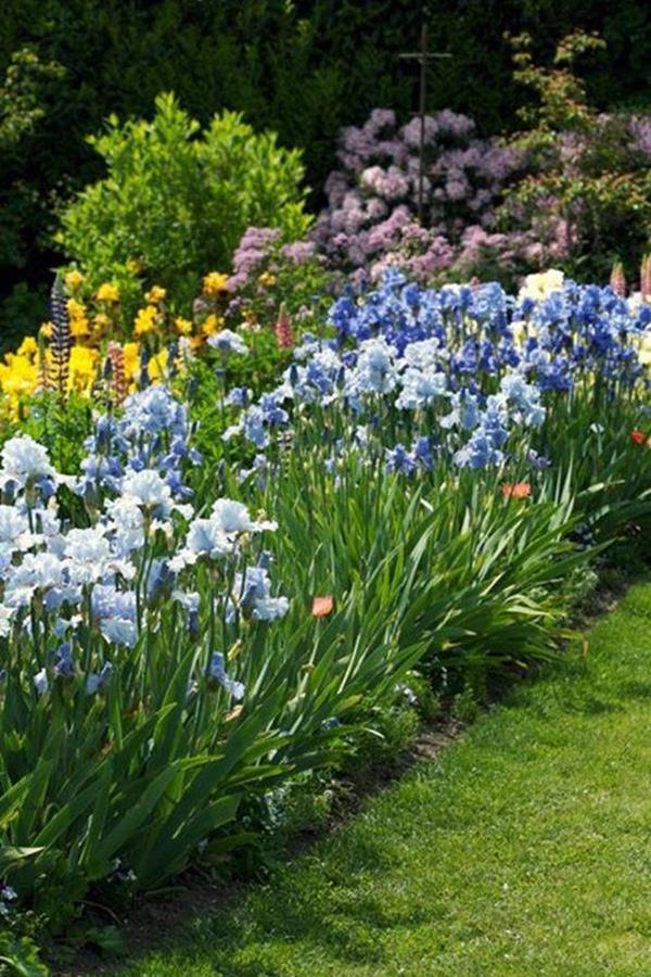 iris flowers landscaping iris flowers landscaping