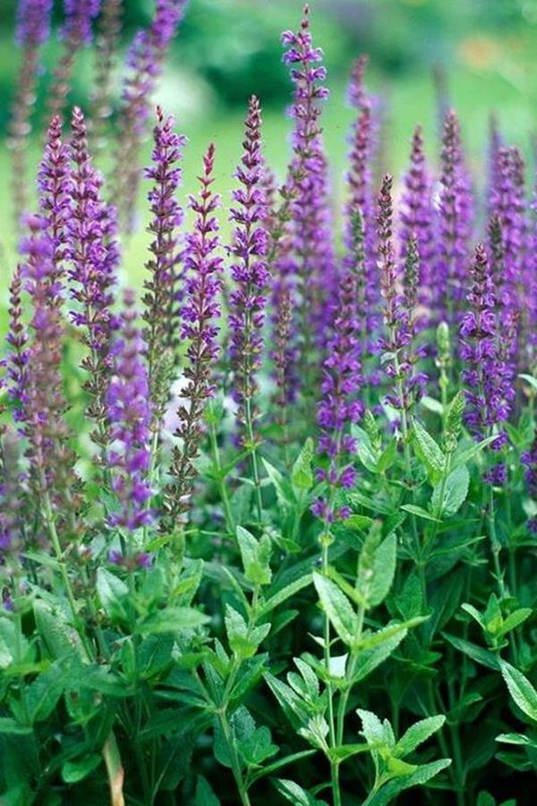 may night salvia gardens may night salvia gardens