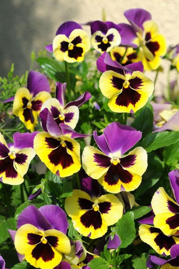 pansies flowers garden pansies flowers garden
