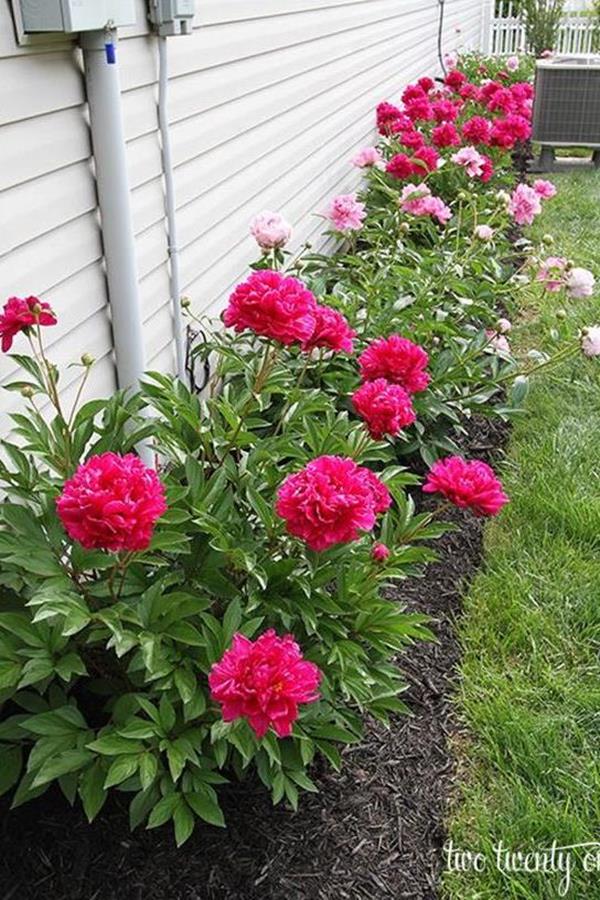 peonies garden flower beds peonies garden flower beds