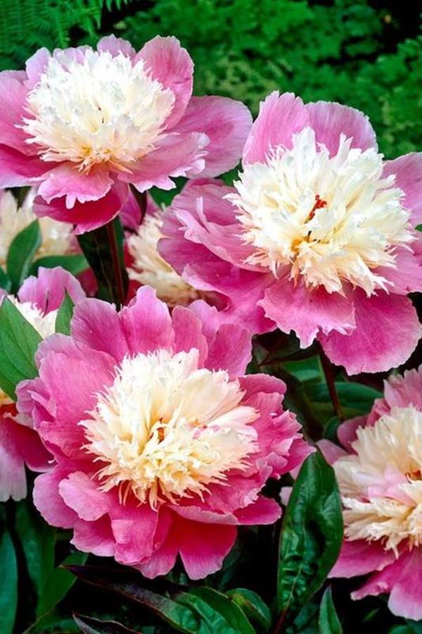 peony flower garden peony flower garden