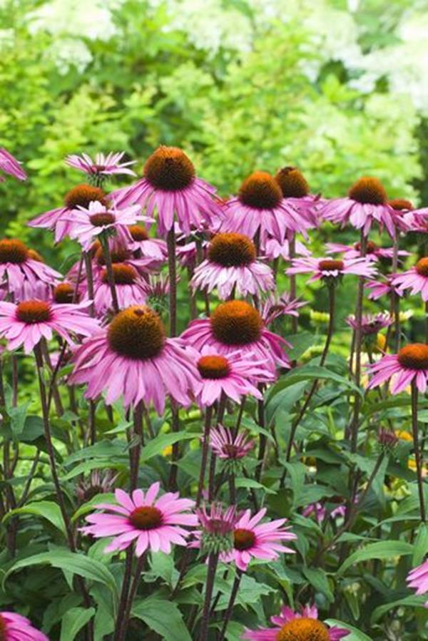 purple coneflower garden flower beds purple coneflower garden flower beds