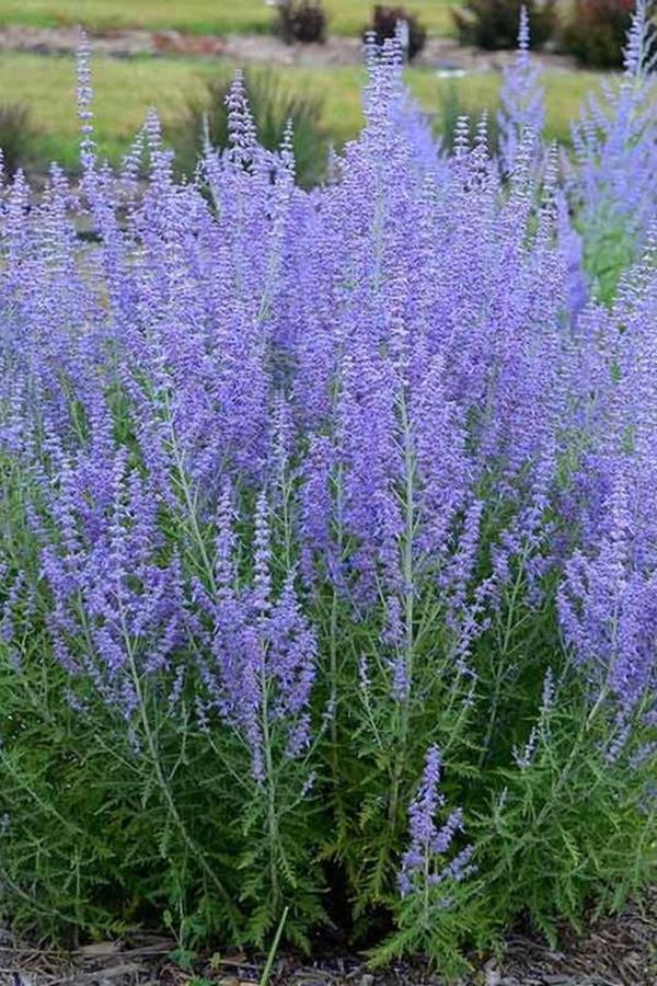 russian sage landscaping front yards russian sage landscaping front yards