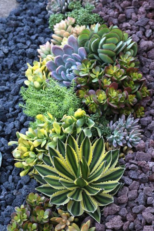 sedum garden ideas front yards sedum garden ideas front yards