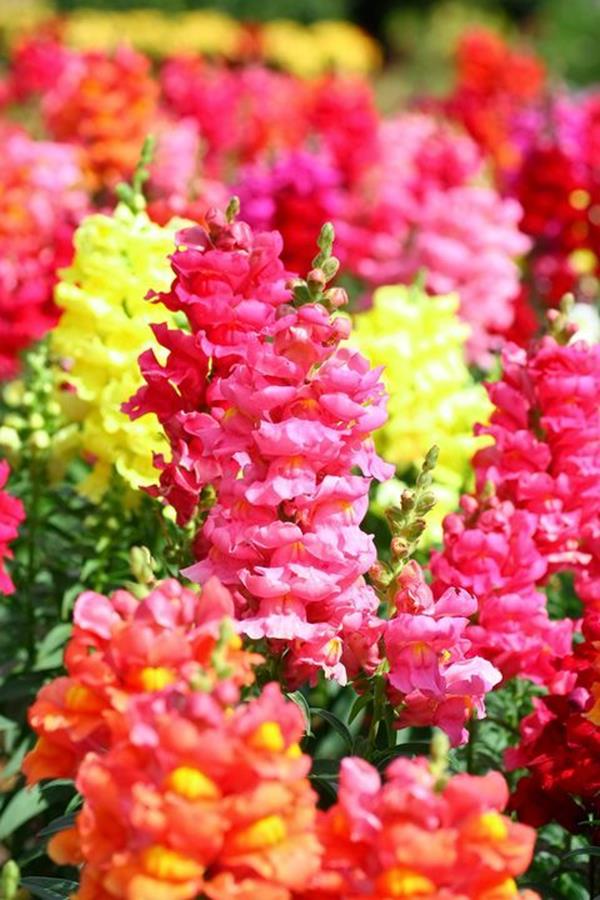 snapdragon flowers front yards snapdragon flowers front yards