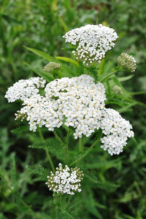 yarrow flower perennial gardens yarrow flower perennial gardens