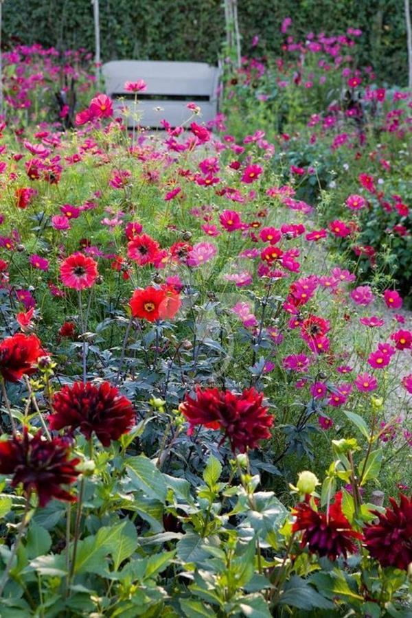 zinnias flowers garden zinnias flowers garden